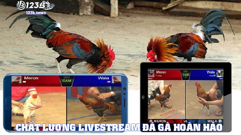Sảnh cược đá gà với chất lượng livestream hoàn hảo